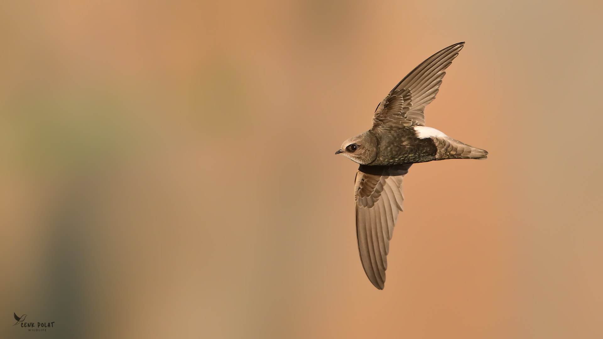 Little Swift